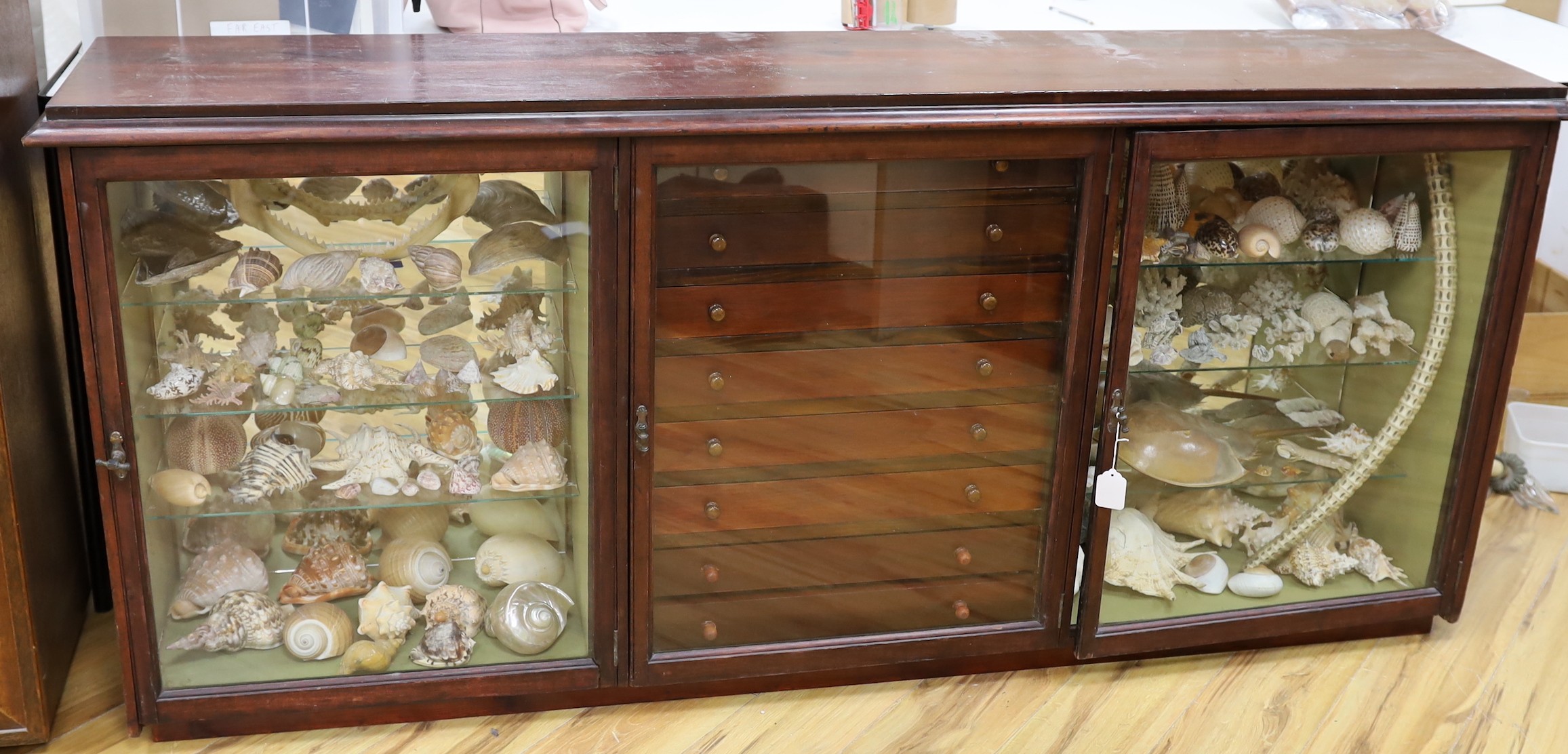 A collection of shells, corals, and other marine specimens in an early 20th century wood cabinet, 82 cm high, 185 cm wide, 38 cm deep